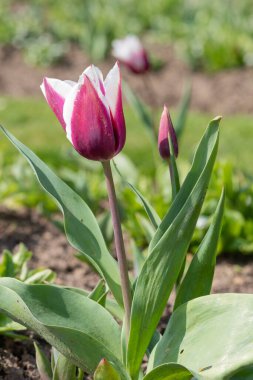 Çiçek açmış pembe beyaz lale çiçeğine yaklaş.