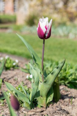 Çiçek açmış pembe beyaz lale çiçeğine yaklaş.