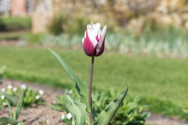 Çiçek açmış pembe beyaz lale çiçeğine yaklaş.