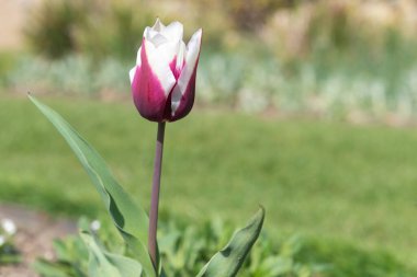 Çiçek açmış pembe beyaz lale çiçeğine yaklaş.