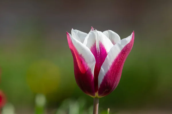 Close Uma Flor Tulipa Rosa Branca Flor — Fotografia de Stock