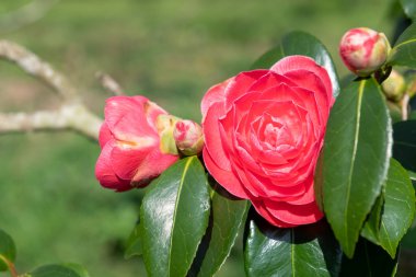 Yaygın kamelya çiçeğinin (kamelya japonica) açılışını kapat