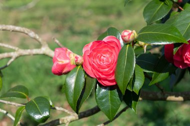 Yaygın kamelya çiçeğinin (kamelya japonica) açılışını kapat