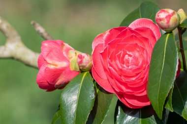 Yaygın kamelya çiçeğinin (kamelya japonica) açılışını kapat