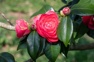 Yaygın kamelya çiçeğinin (kamelya japonica) açılışını kapat