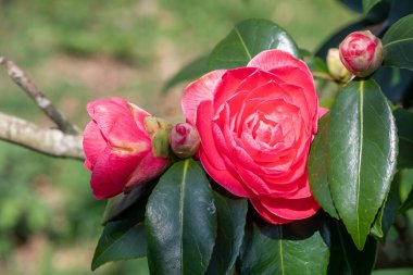 Yaygın kamelya çiçeğinin (kamelya japonica) açılışını kapat