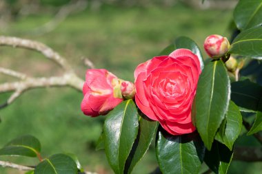 Yaygın kamelya çiçeğinin (kamelya japonica) açılışını kapat