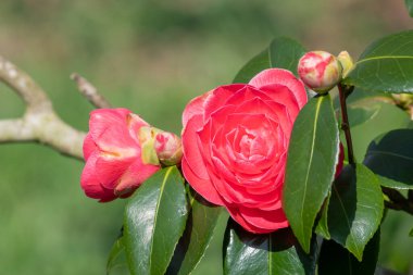 Yaygın kamelya çiçeğinin (kamelya japonica) açılışını kapat