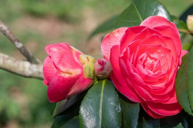 Yaygın kamelya çiçeğinin (kamelya japonica) açılışını kapat