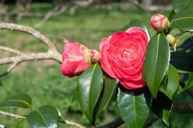 Yaygın kamelya çiçeğinin (kamelya japonica) açılışını kapat