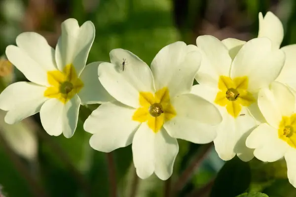 Blisko Dzikich Pierwiosnek Primula Vulgaris Rozkwicie — Zdjęcie stockowe