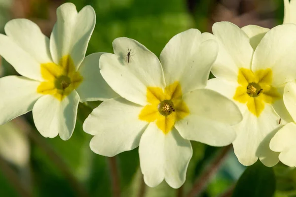 Vadrózsák Primula Vulgaris Virágzásának Közelsége — Stock Fotó