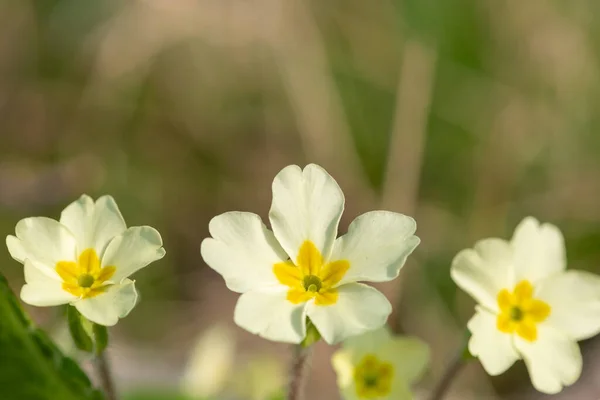 Sluiten Van Wilde Primula Vulgaris Bloei — Stockfoto