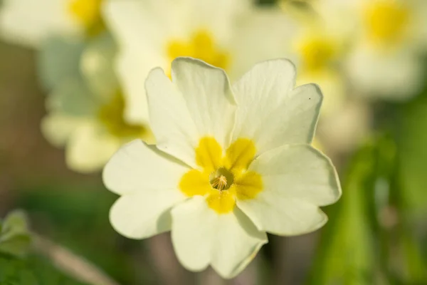 Vadrózsák Primula Vulgaris Virágzásának Közelsége — Stock Fotó