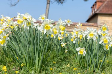 Çiçekler açan nergis (narcissus)