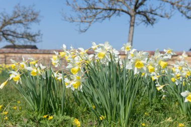 Çiçekler açan nergis (narcissus)