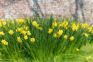 Çiçekler açan nergis (narcissus)