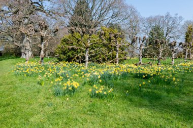 Süslü-püslü bir bahçede çiçek açan nergisler,