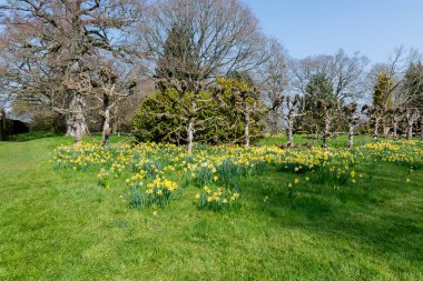 Süslü-püslü bir bahçede çiçek açan nergisler,