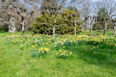 Süslü-püslü bir bahçede çiçek açan nergisler,