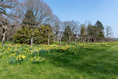 Süslü-püslü bir bahçede çiçek açan nergisler,