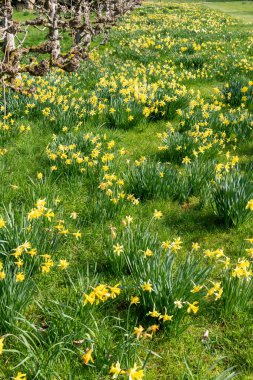 Süslü-püslü bir bahçede çiçek açan nergisler,