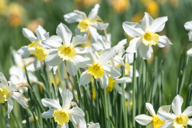 Çiçekler açan nergis (narcissus)