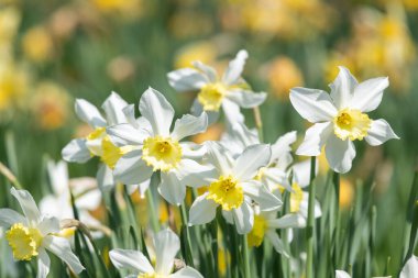 Çiçekler açan nergis (narcissus)