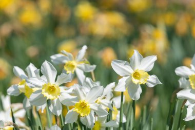 Çiçekler açan nergis (narcissus)