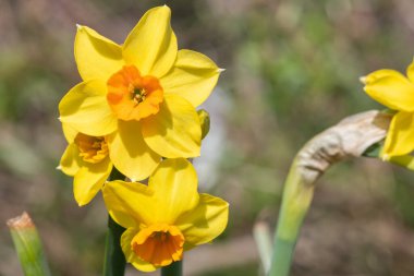 Çiçekler açtığında nergis (narcissus) çiçeklerini kapat