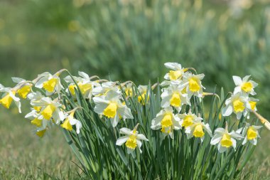 Çiçekler açan nergis (narcissus)