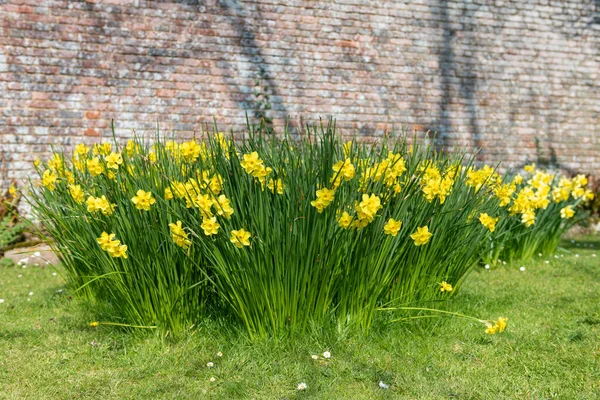 Daffodil Narciso Flores Flor — Fotografia de Stock