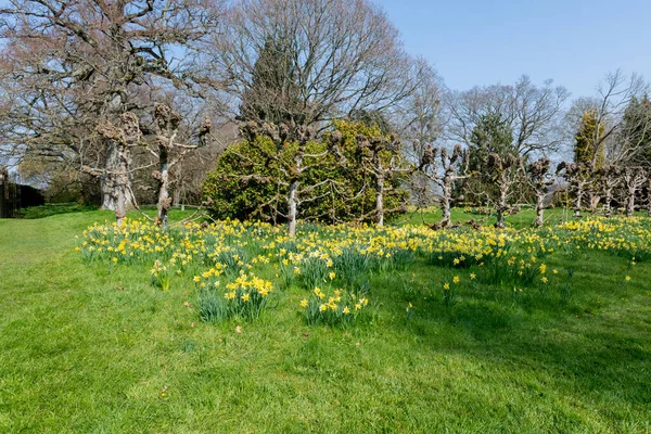Süslü-püslü bir bahçede çiçek açan nergisler,