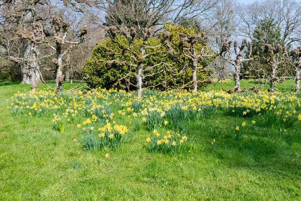 Süslü-püslü bir bahçede çiçek açan nergisler,