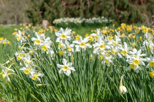 Narciso Narciso Flores Flor —  Fotos de Stock
