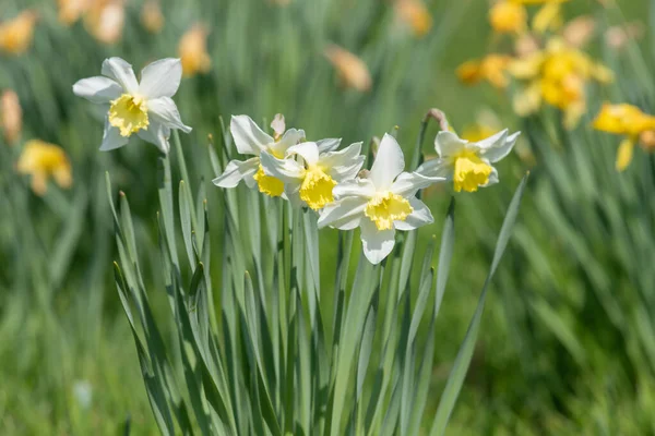 Çiçekler açan nergis (narcissus)