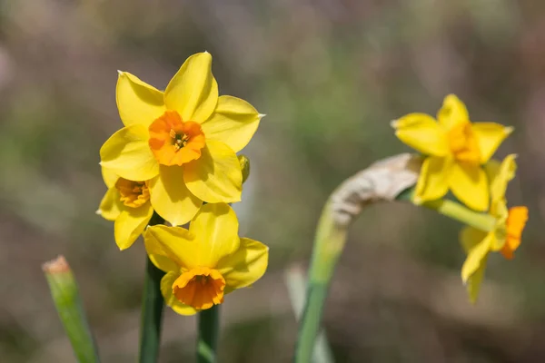 Gros Plan Des Fleurs Jonquille Narcisse Fleurs — Photo