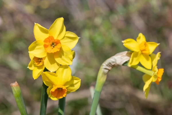 Крупним Планом Квіти Нарцисів Нарцисів Цвітуть — стокове фото