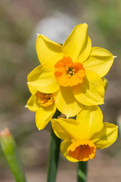 Çiçekler Açtığında Nergis Narcissus Çiçeklerini Kapat — Stok fotoğraf