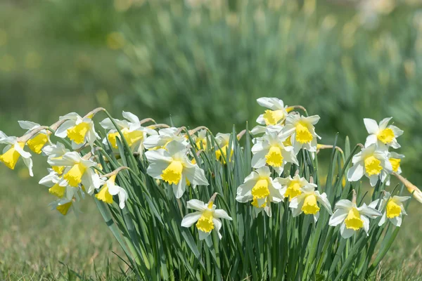 Çiçekler açan nergis (narcissus)