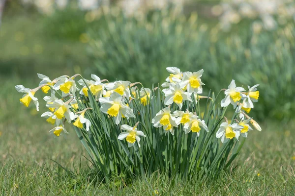 Çiçekler açan nergis (narcissus)