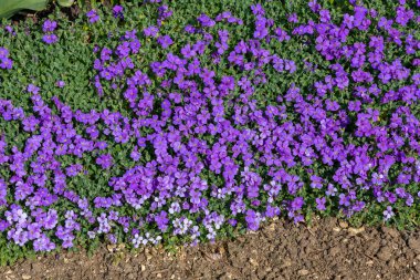Çiçekler açan leylak çalısı (aubrieta deltoidea)