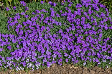 Çiçekler açan leylak çalısı (aubrieta deltoidea)