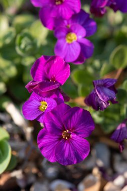 Çiçekler açan leylak çalısı (aubrieta deltoidea)