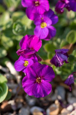 Çiçekler açan leylak çalısı (aubrieta deltoidea)