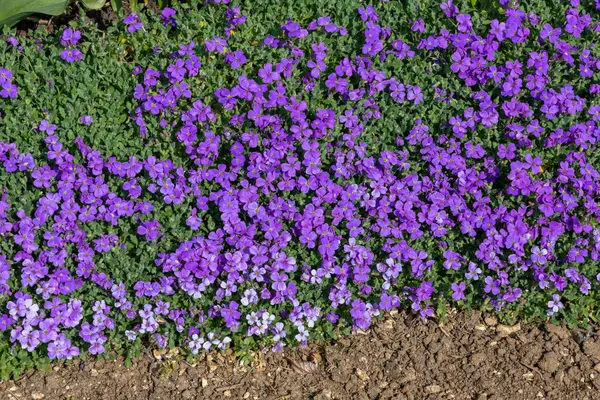 Çiçekler açan leylak çalısı (aubrieta deltoidea)