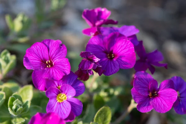 Çiçekler açan leylak çalısı (aubrieta deltoidea)