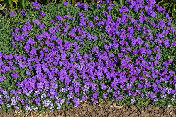 Çiçekler açan leylak çalısı (aubrieta deltoidea)