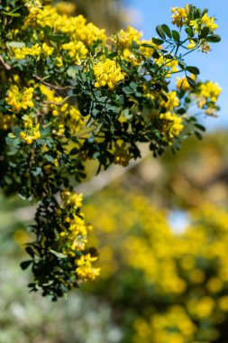 Çiçekler açan tatlı süpürge (genista stenopetala) çiçeklerini kapat