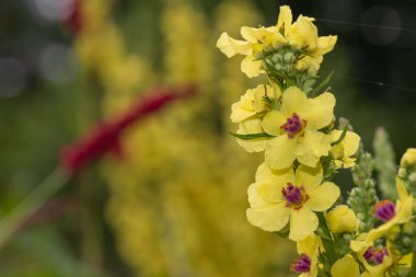 Çiçek açmış bir verbascum chaixii çiçeğine yaklaş